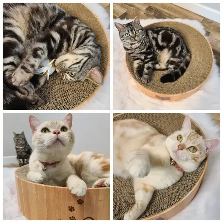 Necoichi Cozy Cat Scratcher Bowl XL - Oak