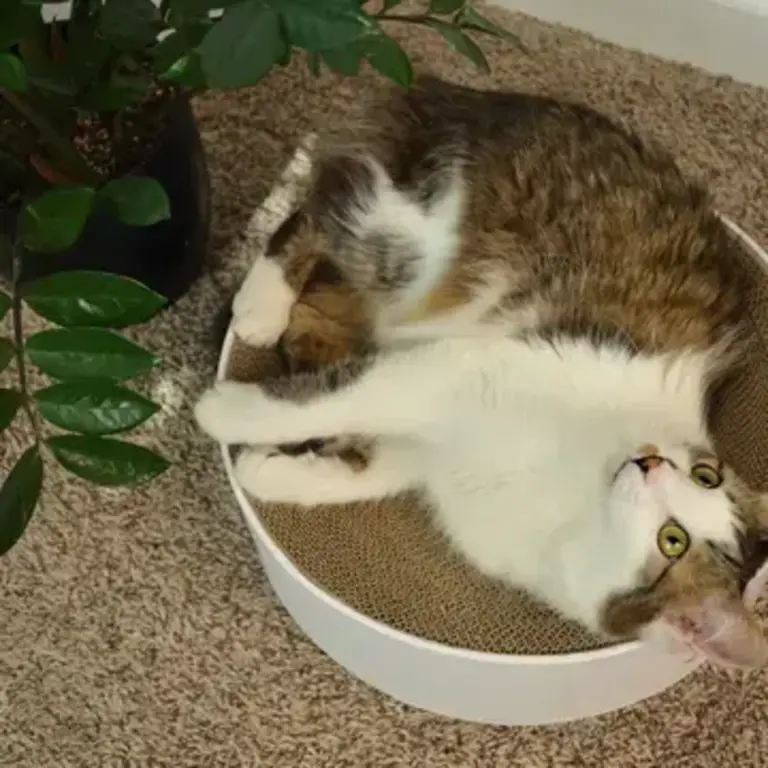 MOON-X USA, INC. Cozy Cat Scratcher Bowl XL - Hologram White