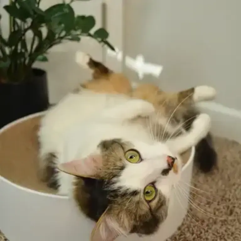MOON-X USA, INC. Cozy Cat Scratcher Bowl XL - Hologram White