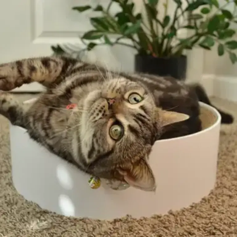 MOON-X USA, INC. Cozy Cat Scratcher Bowl XL - Hologram White