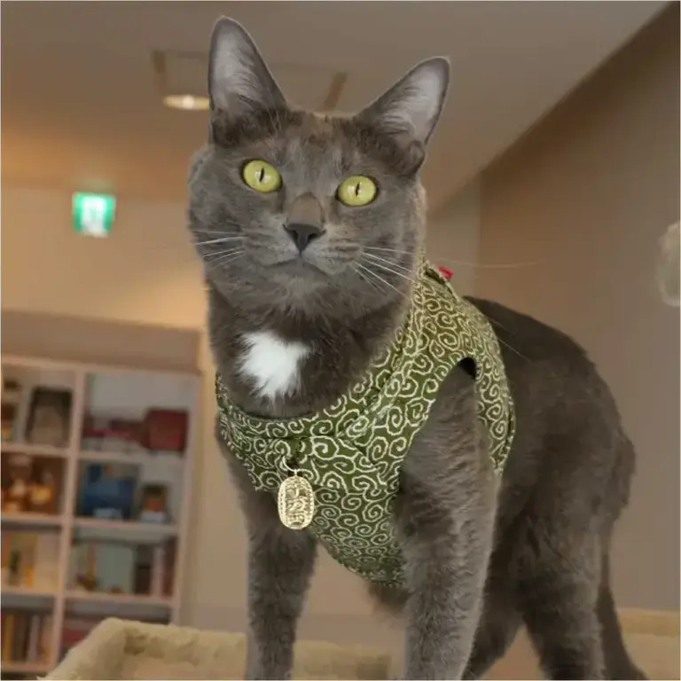 MOON-X USA, INC. Ninja Cat Harness - Green