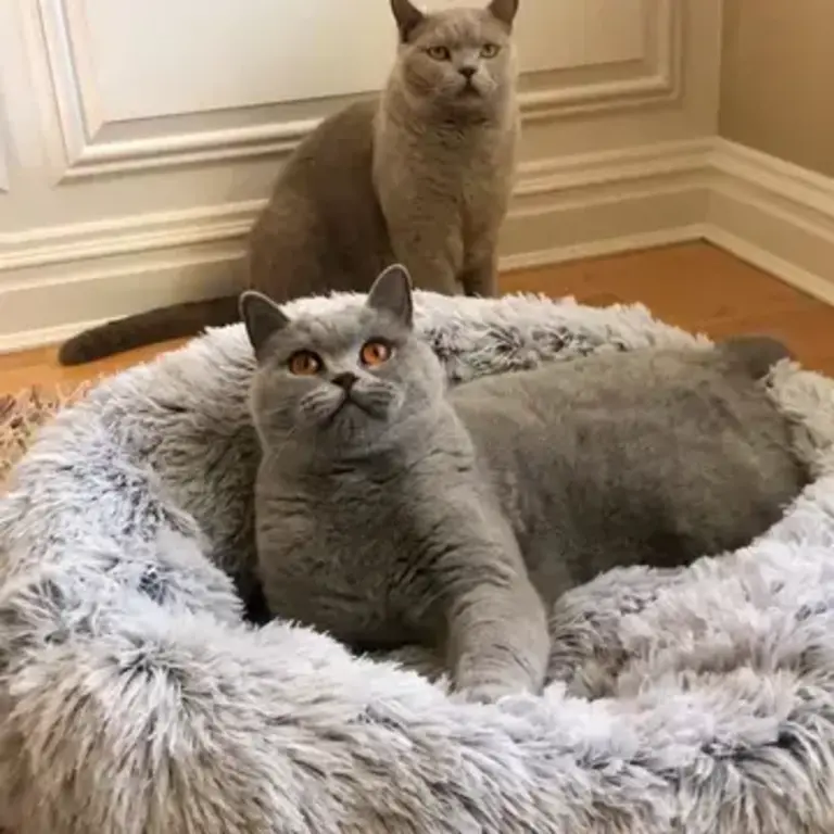 Mr. Peanut's Mr Peanuts 23in Orthoplush Pet Bed - Gray Two-Tone