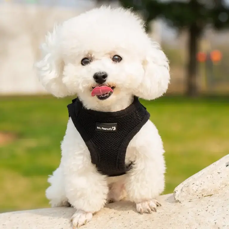 Mr. Peanut's Mr Peanuts Pup Trek Small Dog/Cat Soft Mesh Step in Harness - Black S
