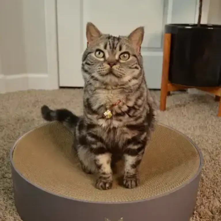 MOON-X USA, INC. Cozy Cat Scratcher Bowl XL - Hologram Gray