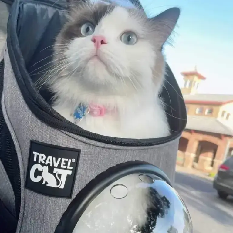Travel Cat Fat Cat Mini Cat Backpack Bubble Cat Carrier - Heather