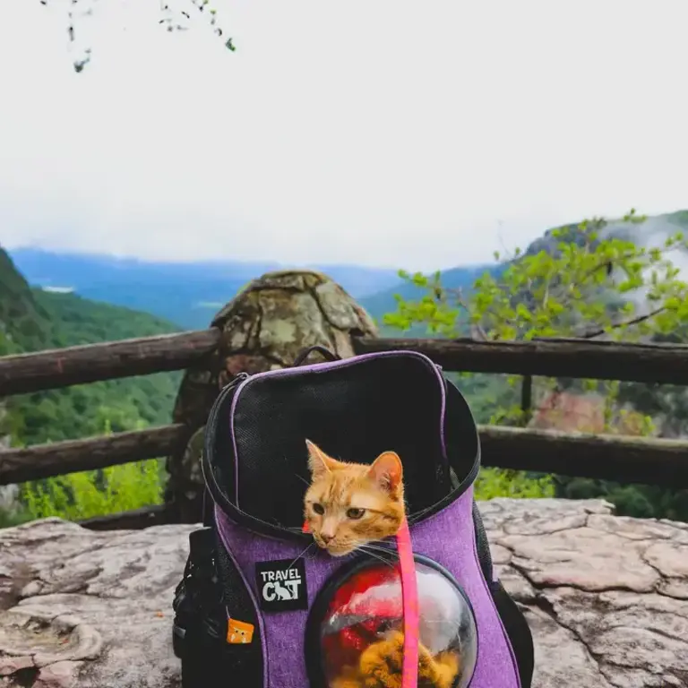 Travel Cat Fat Cat Mini Cat Backpack Bubble Cat Carrier - Purple