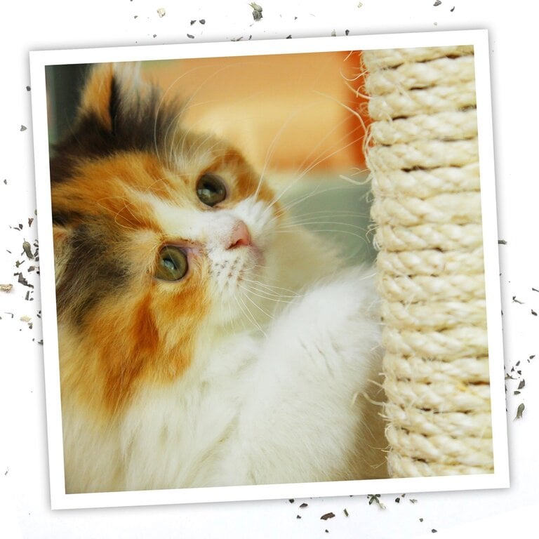 SmarterPaw Meowijuana  3 oz Catnip Spray