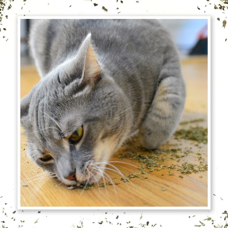 SmarterPaw Meowijuana Purrple Passion – Silvervine and Catnip blend