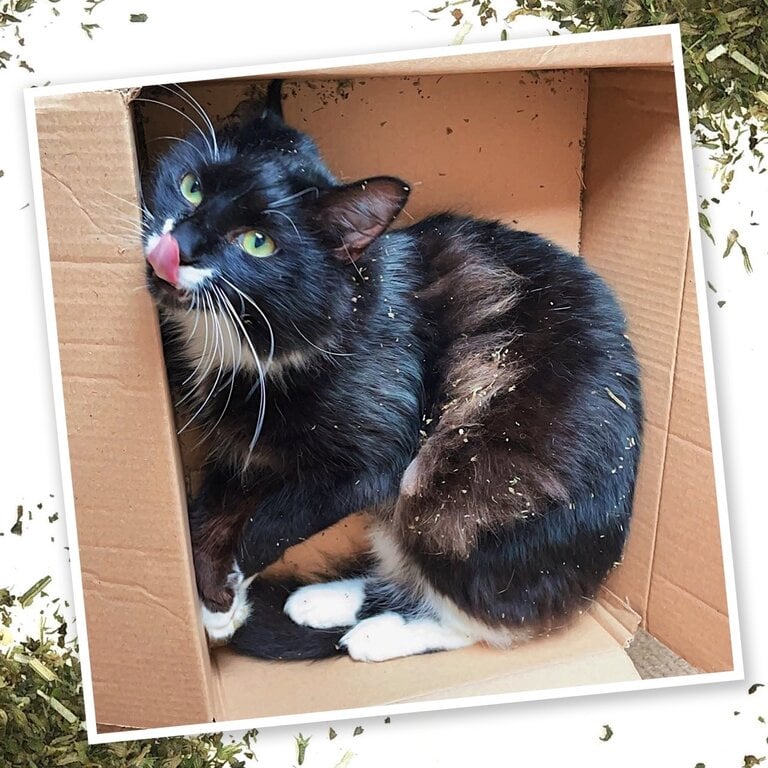SmarterPaw Meowijuana Purrple Passion – Silvervine and Catnip blend