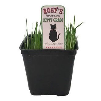 Rosie's Rosy's Kitty Grass