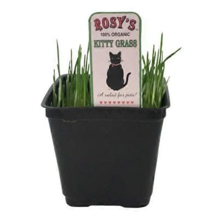 Rosie's Rosy's Kitty Grass