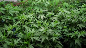 The US Just Legalized Hemp, Which Is a Key Source of CBD