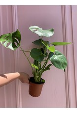 Plant Shop at Junebug Split Leaf Philodendron 6"