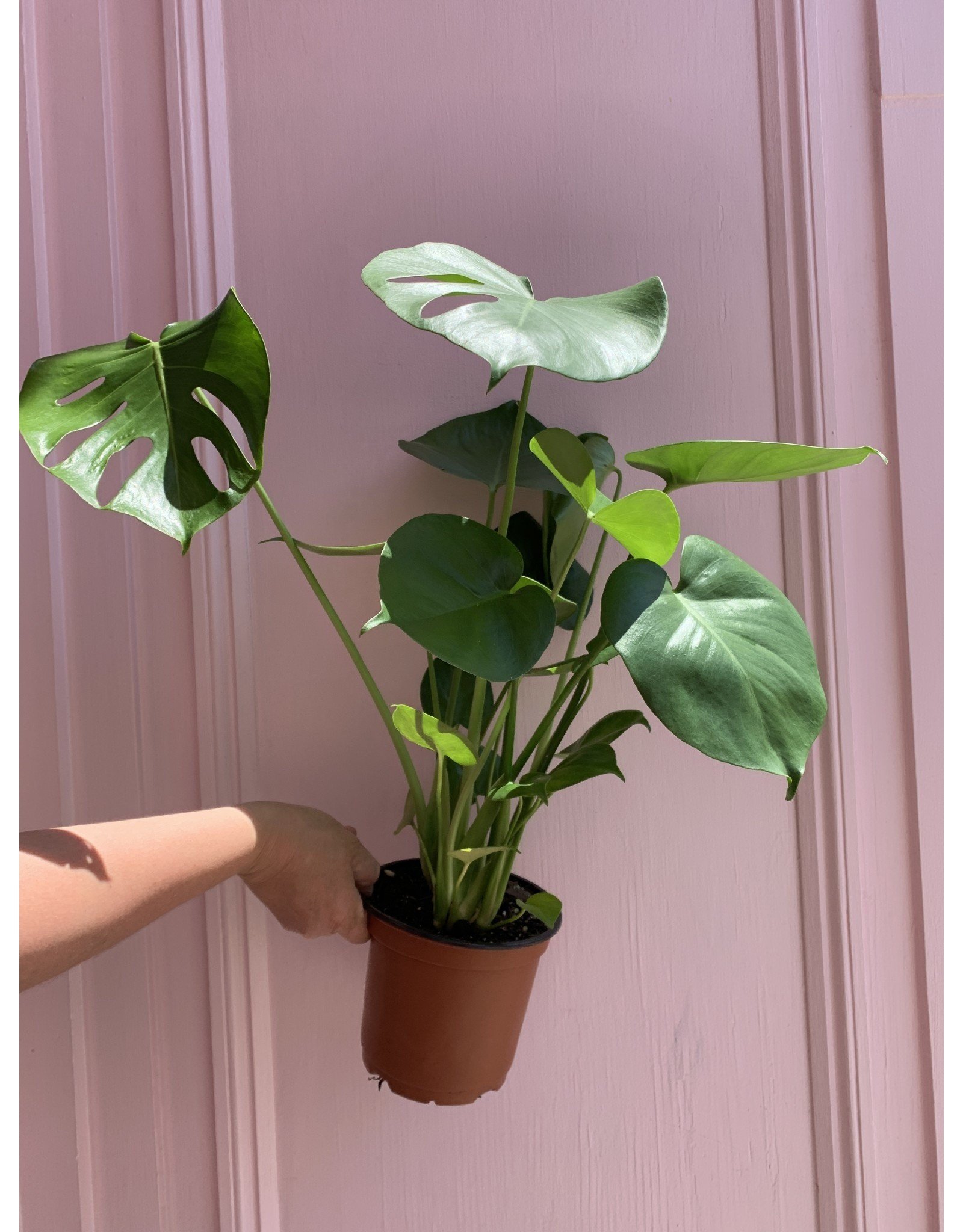 Plant Shop at Junebug Split Leaf Philodendron 6"