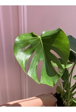 Plant Shop at Junebug Split Leaf Philodendron 6"