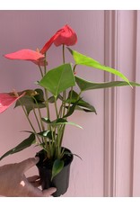 Plant Shop at Junebug Pink Anthurium 4"