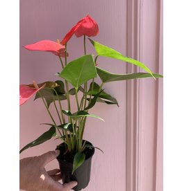 Plant Shop at Junebug Pink Anthurium 4"