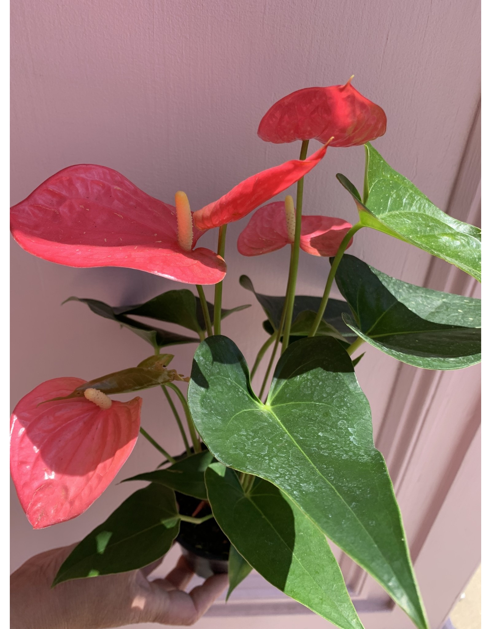 Plant Shop at Junebug Pink Anthurium 4"