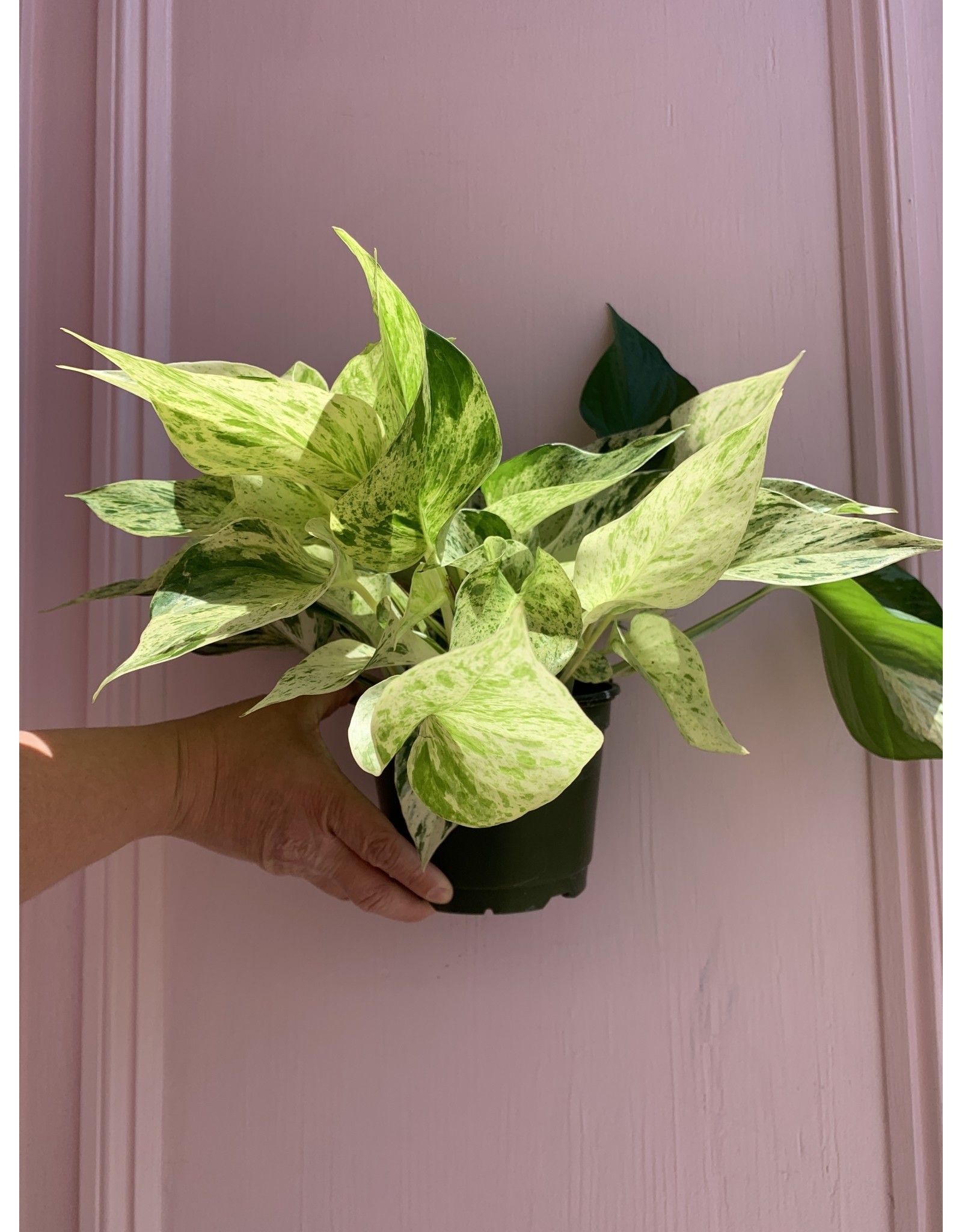 Plant Shop at Junebug Marble Queen Pothos 6"
