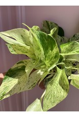Plant Shop at Junebug Marble Queen Pothos 6"