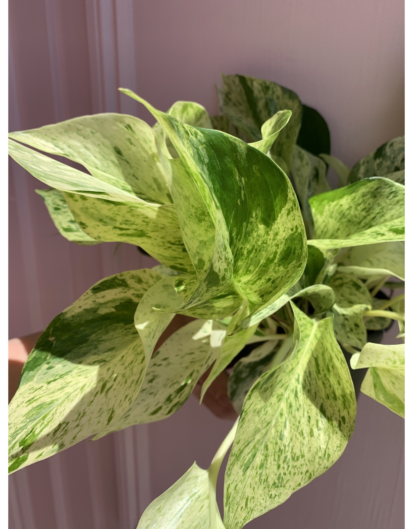 Plant Shop at Junebug Marble Queen Pothos 6"