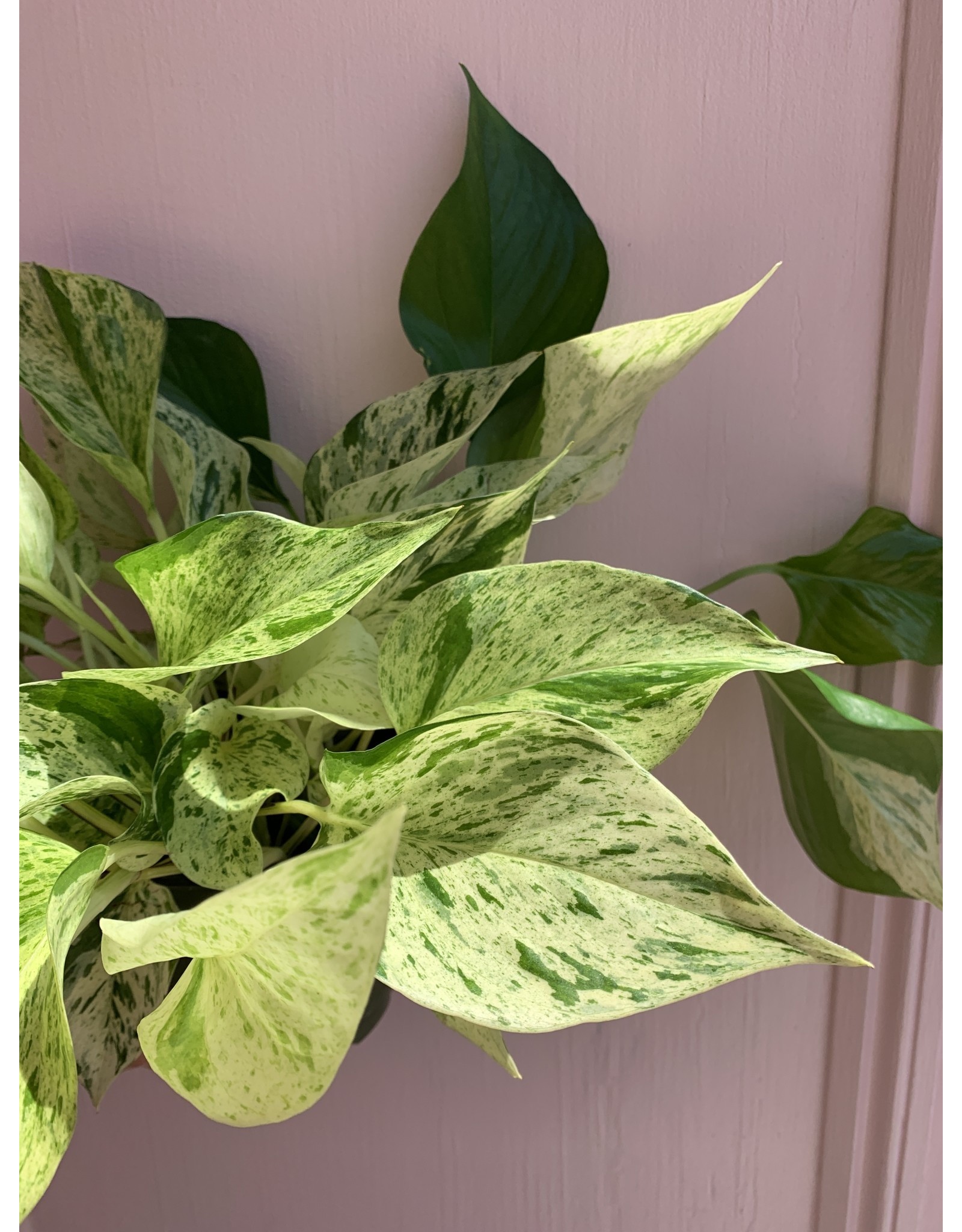 Plant Shop at Junebug Marble Queen Pothos 6"