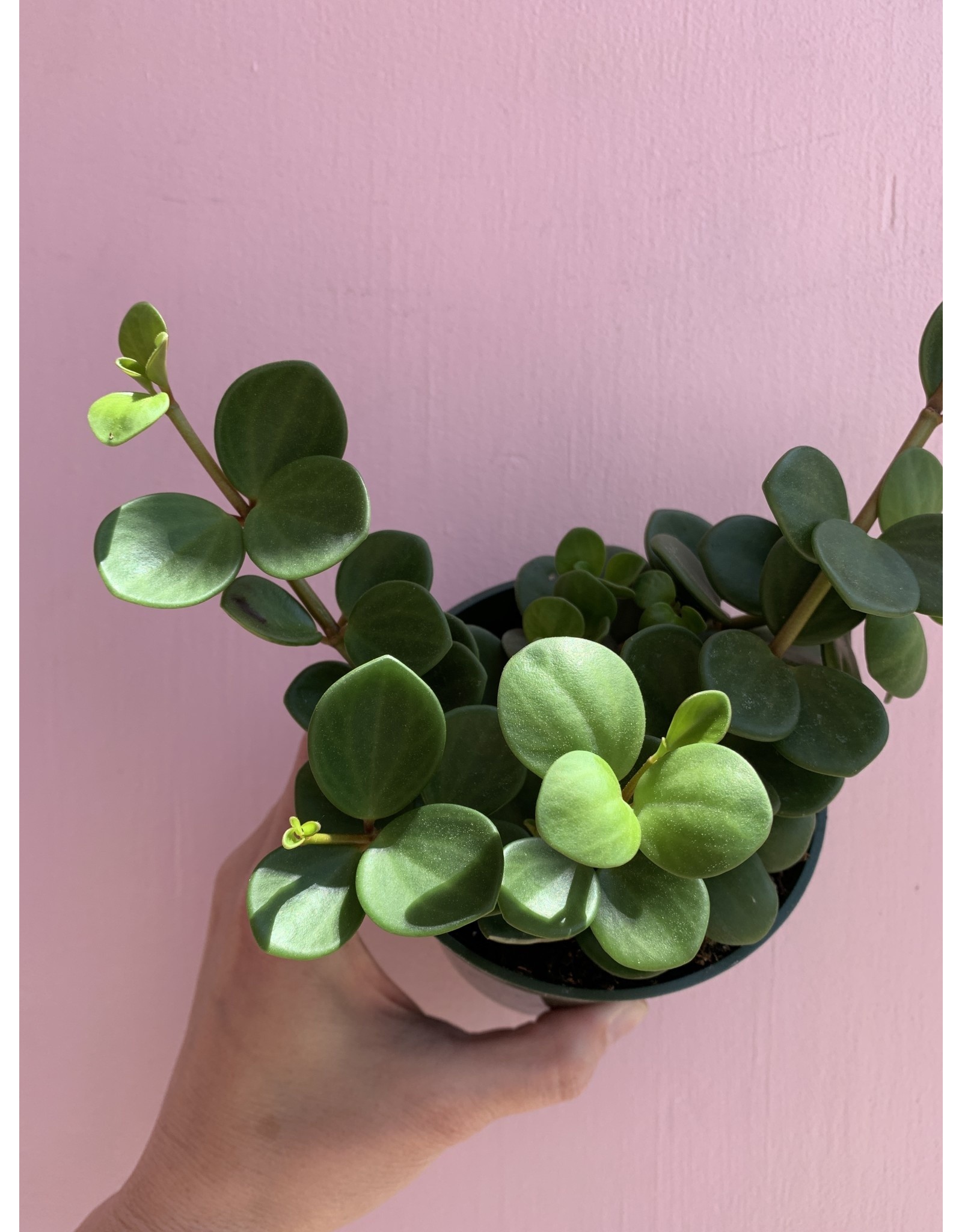 Plant Shop at Junebug Hope Peperomia 4"