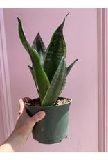 Plant Shop at Junebug Snake Plant 6"