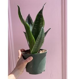 Plant Shop at Junebug Snake Plant 6"