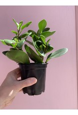 Plant Shop at Junebug Green Peperomia 4"