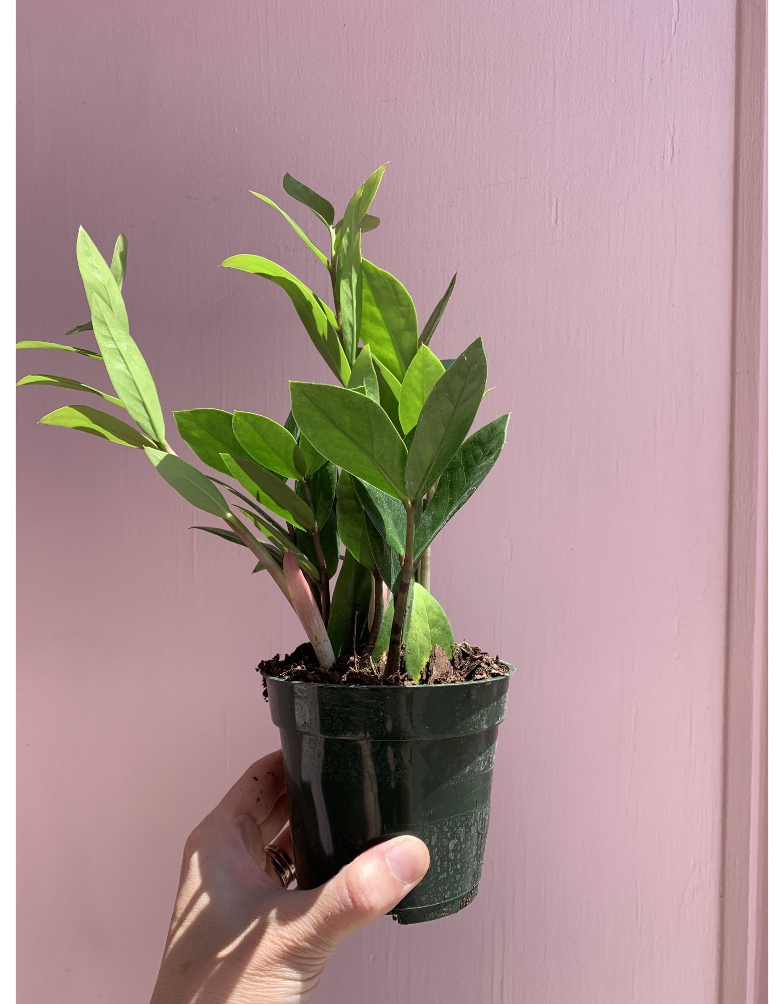 Plant Shop at Junebug ZZ 4"