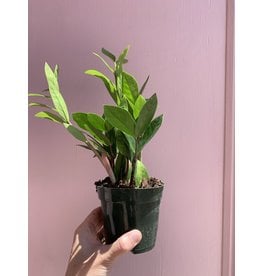 Plant Shop at Junebug ZZ 4"