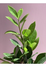 Plant Shop at Junebug ZZ 4"