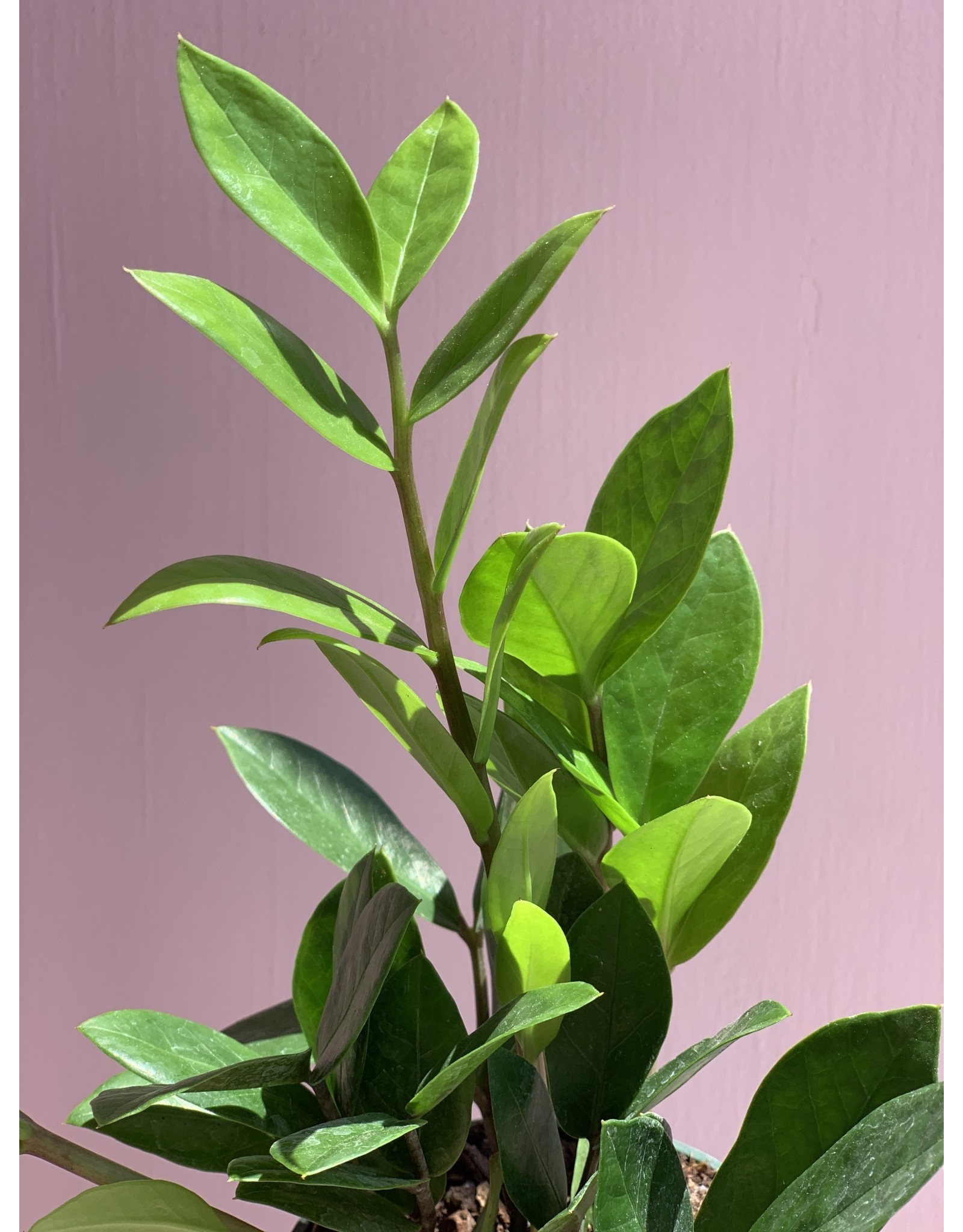Plant Shop at Junebug ZZ 4"