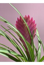 Plant Shop at Junebug Pink Quill Tillandsia 4"