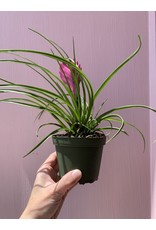 Plant Shop at Junebug Pink Quill Tillandsia 4"