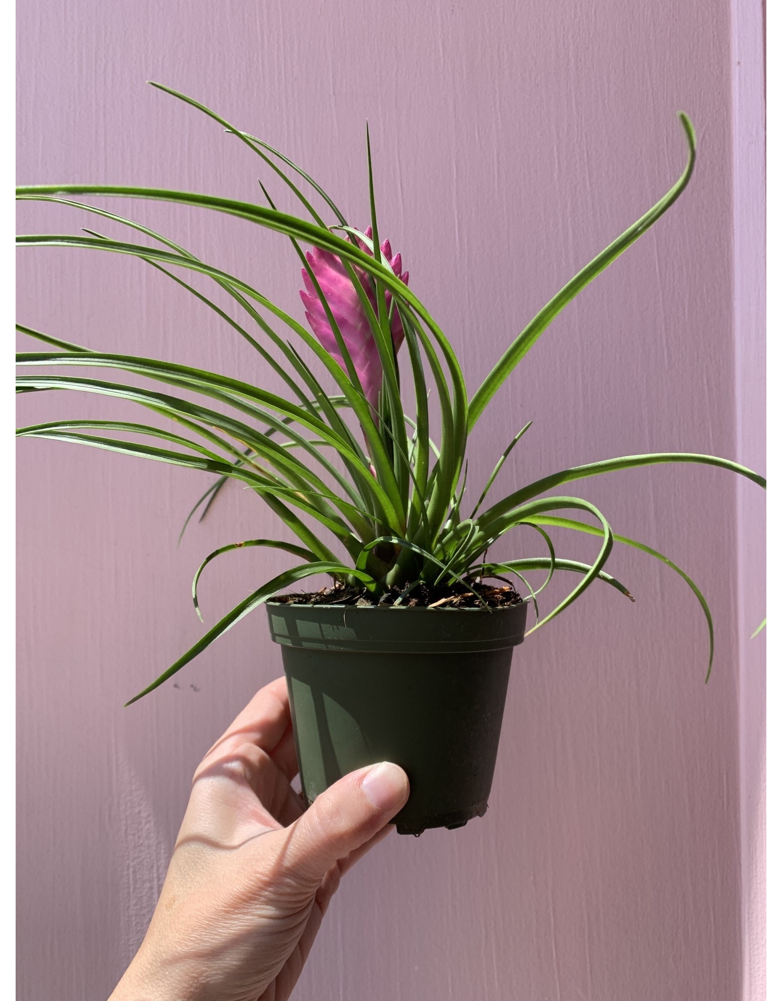 Plant Shop at Junebug Pink Quill Tillandsia 4"
