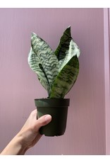 Plant Shop at Junebug Snake Plant 4"