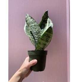 Plant Shop at Junebug Snake Plant 4"