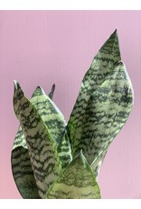 Plant Shop at Junebug Snake Plant 4"