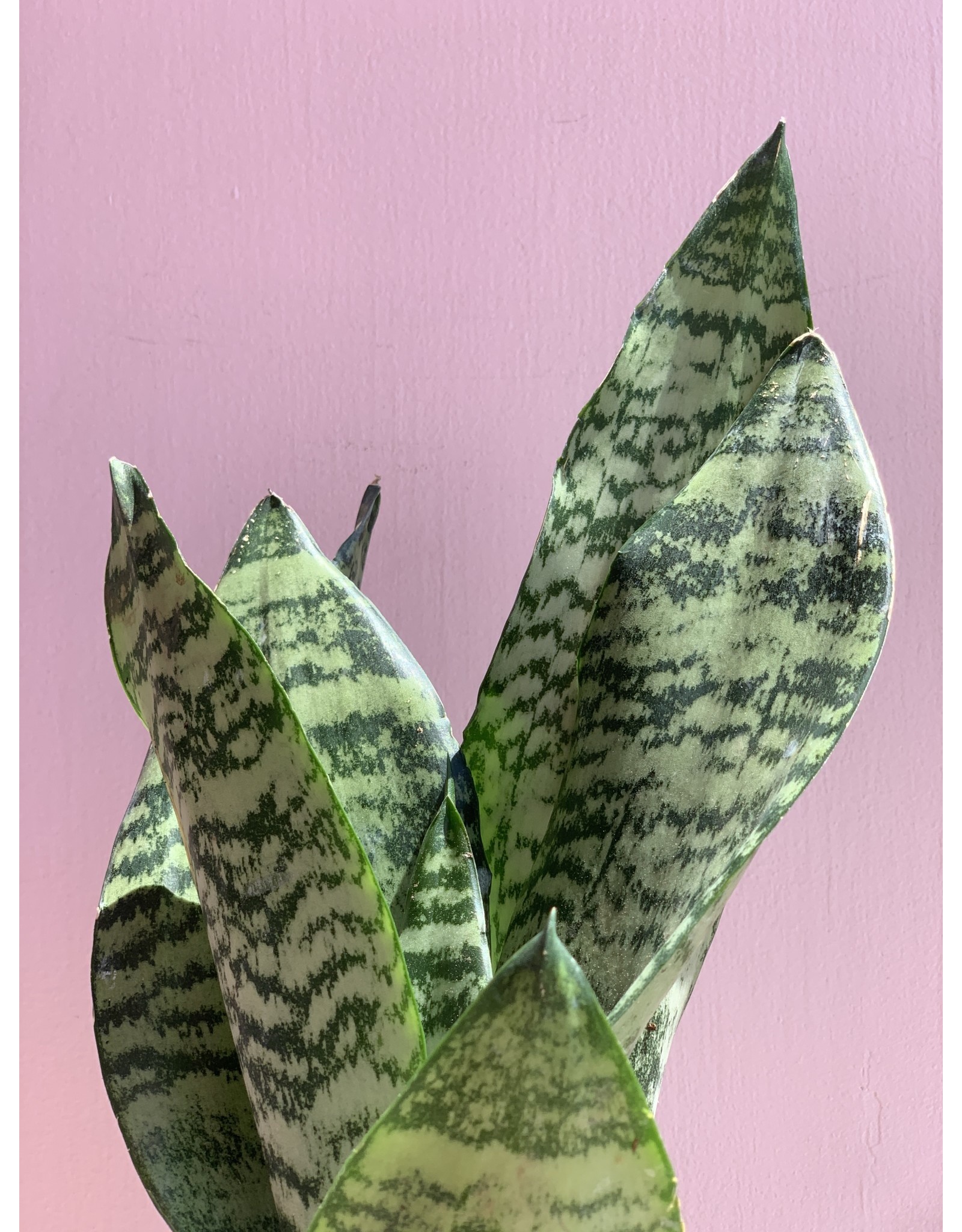 Plant Shop at Junebug Snake Plant 4"