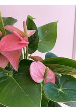 Plant Shop at Junebug Pink Anthurium 6"