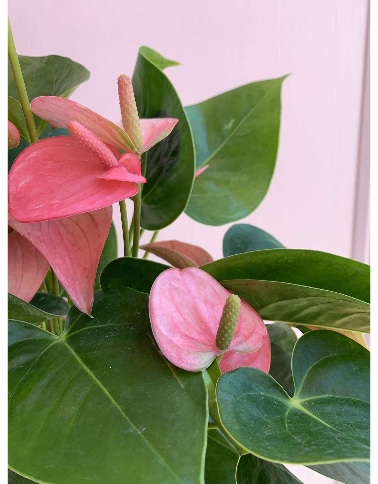 Plant Shop at Junebug Pink Anthurium 6"