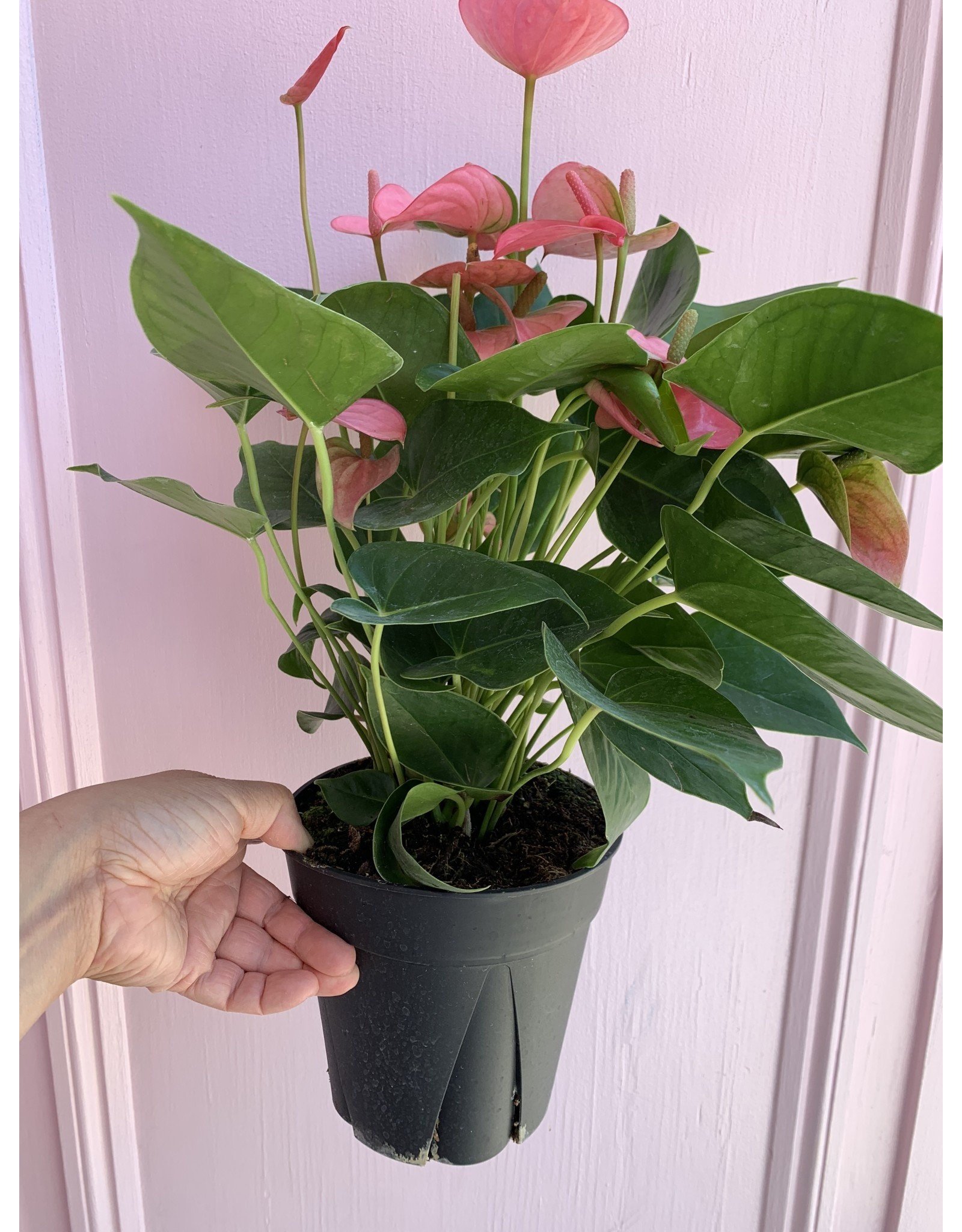 Plant Shop at Junebug Pink Anthurium 6"