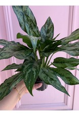 Plant Shop at Junebug Aglaonema 6"