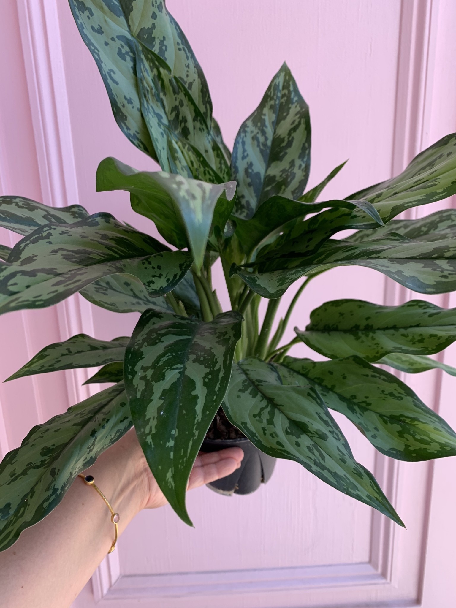 Aglaonema 6