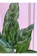 Plant Shop at Junebug Aglaonema 6"