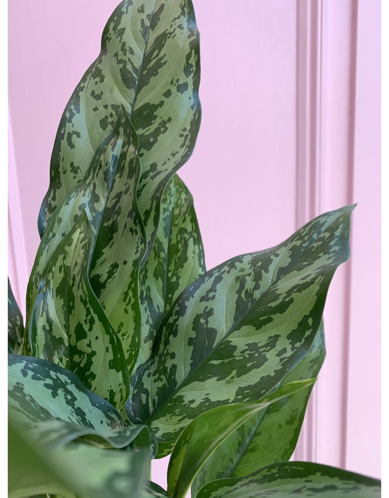 Plant Shop at Junebug Aglaonema 6"