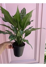 Plant Shop at Junebug Aglaonema 6"