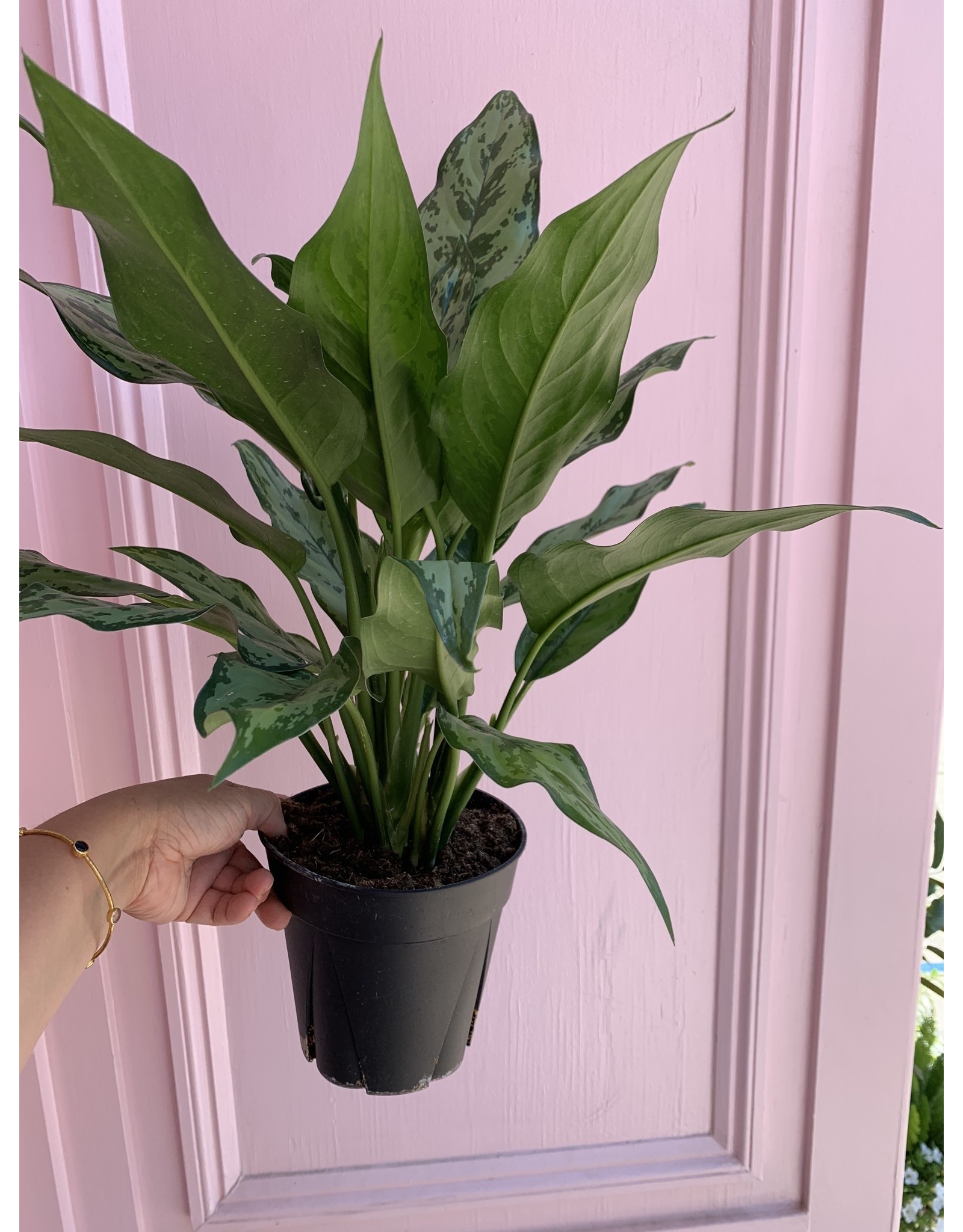 Plant Shop at Junebug Aglaonema 6"